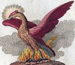 Phoenix bird on top of flames